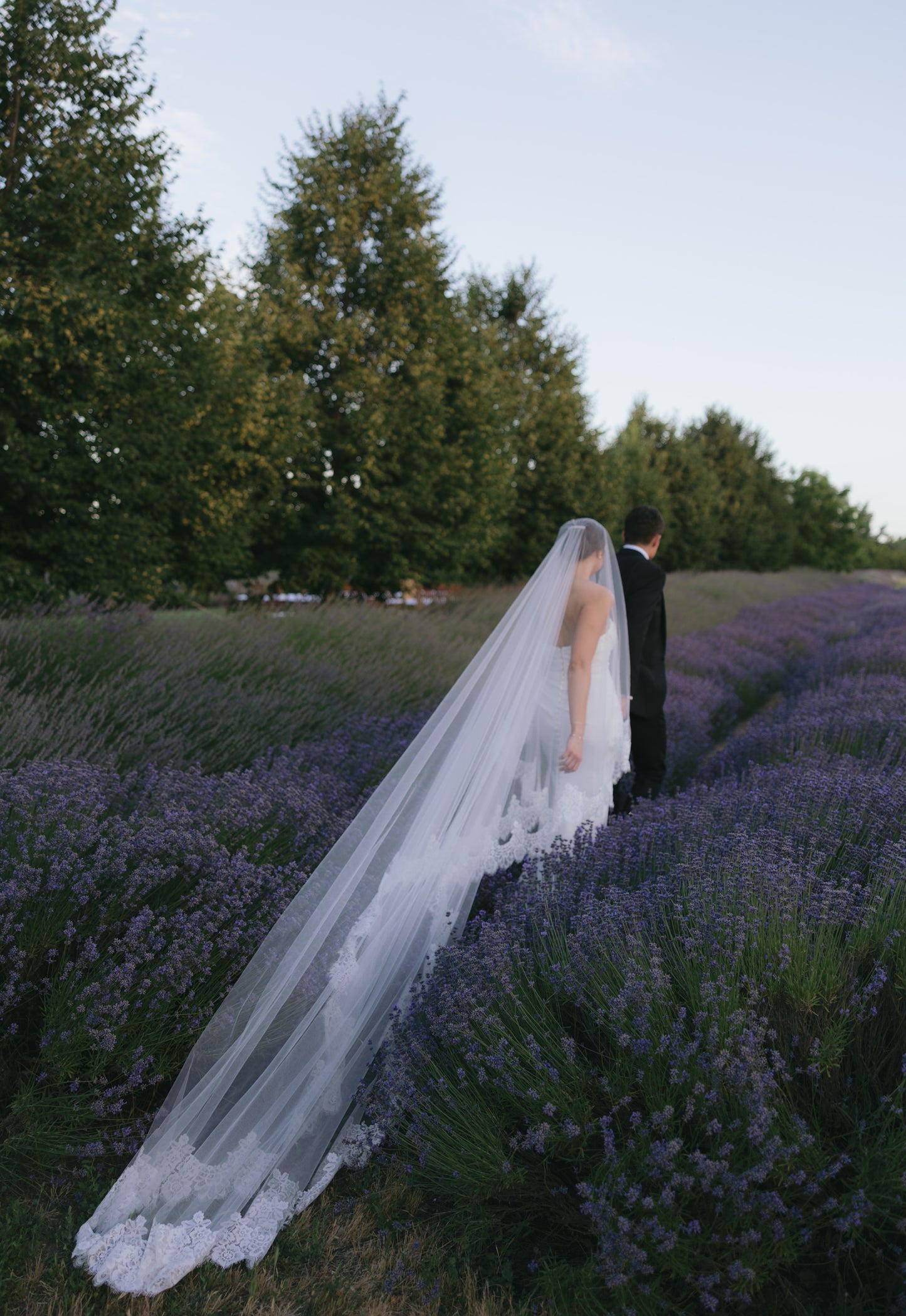 Blusher lace veil - Alexandria